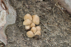 Coprinellus micaceus