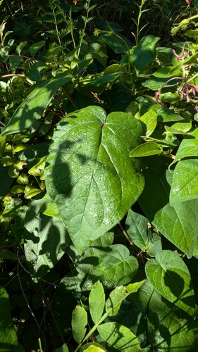 Image of Matelea obliqua by (c) Peyton Phelps, some rights reserved (CC BY)