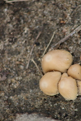 Coprinellus micaceus