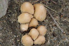 Coprinellus micaceus