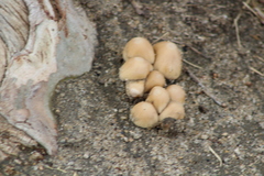 Coprinellus micaceus
