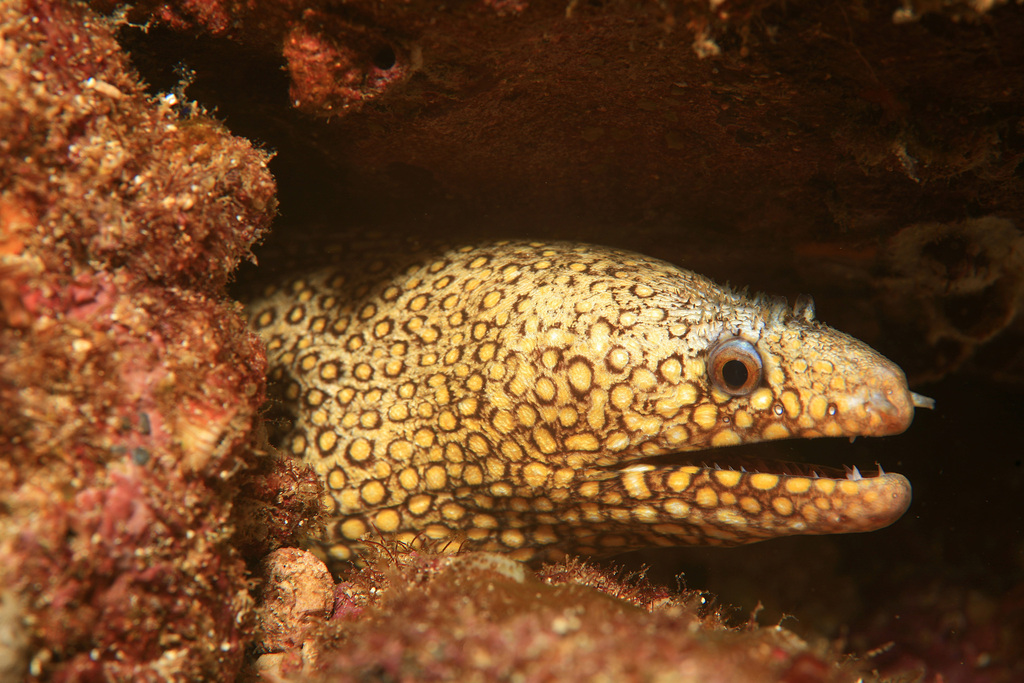 Jewel moray