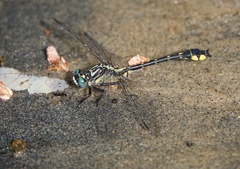 Hylogomphus parvidens