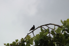 Sturnus vulgaris