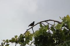 Sturnus vulgaris