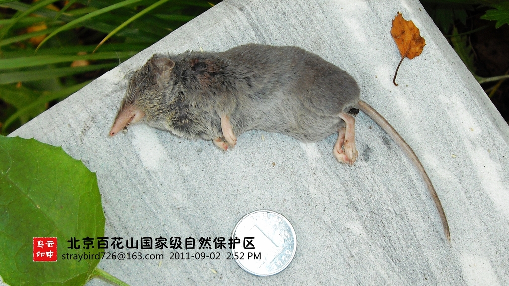 De Winton's Shrew