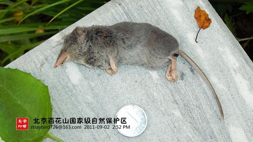 De Winton's Shrew (Chodsigoa hypsibia) — Least Concern Mammalia