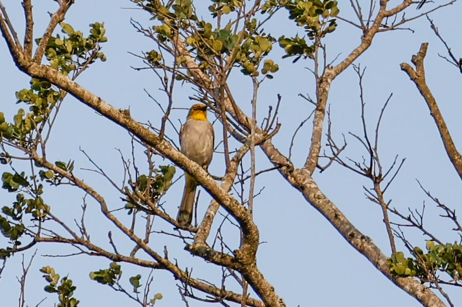 Yellow-throated Bulbul (Pycnonotus xantholaemus), photo 3