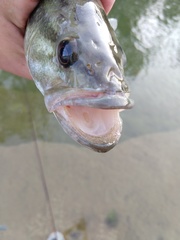 Micropterus treculii