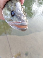 Micropterus treculii