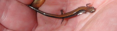 Plethodon cinereus image