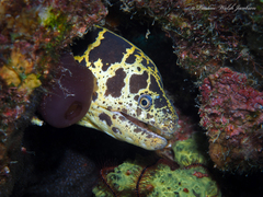 Chain Moray photo 3