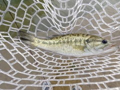 Micropterus treculii