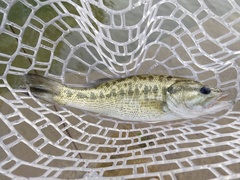 Micropterus treculii