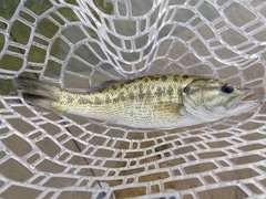 Micropterus treculii