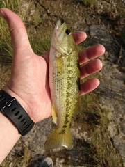 Micropterus treculii