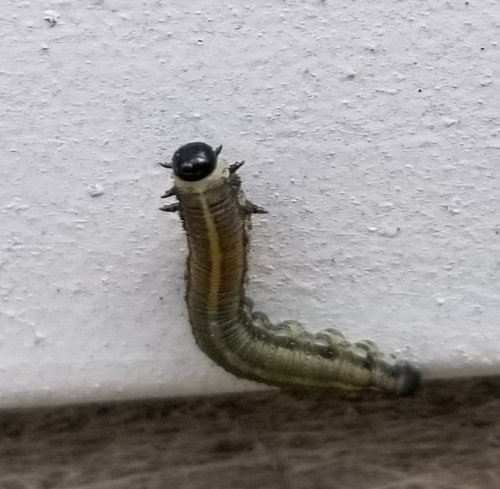 European Pine Sawfly photo 4