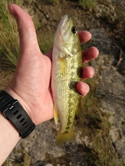 Micropterus treculii