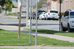 Aphelocoma californica