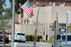 Aphelocoma californica