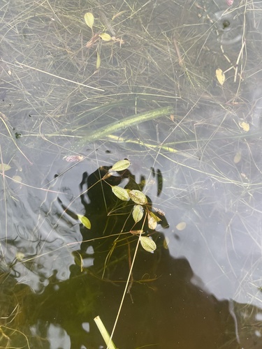 Vasey's Pondweed (Potamogeton vaseyi)