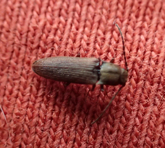 Campylomorphus serricornis