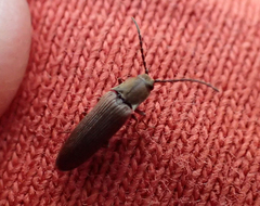 Campylomorphus serricornis