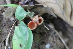 Microstoma floccosum