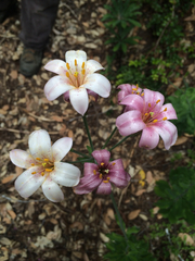 Lilium rubescens
