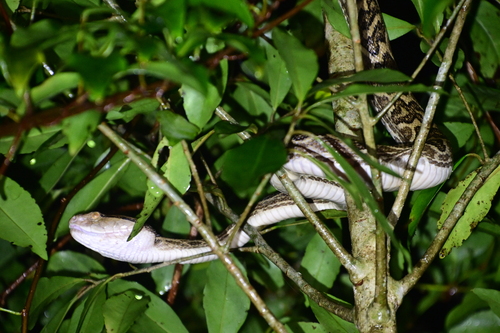 Photo of a Habu (Protobothrops flavoviridis)