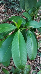 Tabernaemontana alba