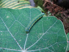 Leptophobia