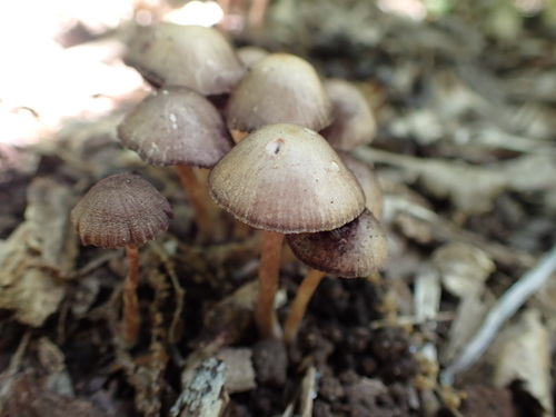 Psathyrella bipellis