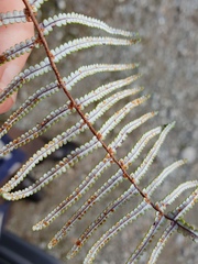 Gleichenia inclusisora