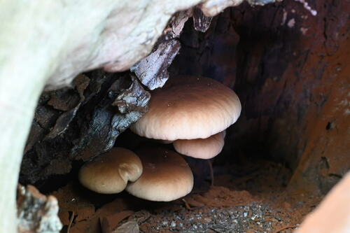 Cyclocybe cylindracea