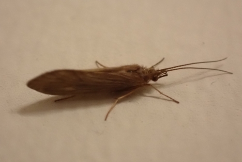 Small Red Sedge, 1092 CK Amsterdam, Nederland, photo 7 of 10