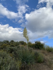 Hesperoyucca whipplei