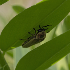 Photinus signaticollis