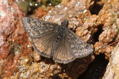 Erynnis telemachus