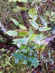 Metrosideros parkinsonii