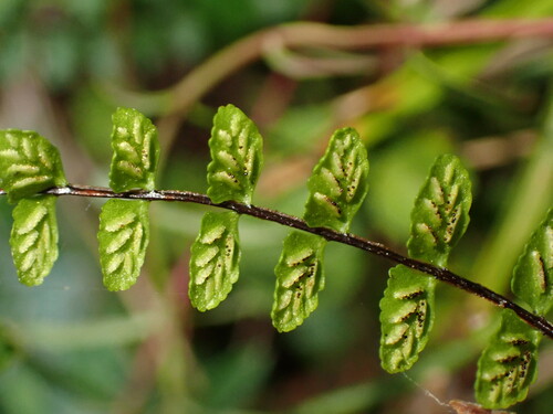 Asplenium tripteropus iNat (1)