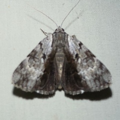 Catocala andromedae