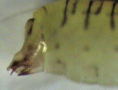 Cryptoneossa triangula