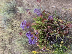 Limonium perezii