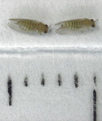 Cryptoneossa triangula