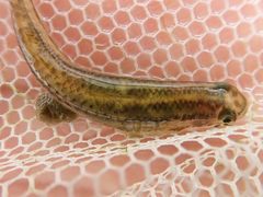 Stiphodon