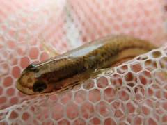 Stiphodon