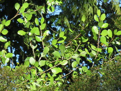 Peraxilla colensoi