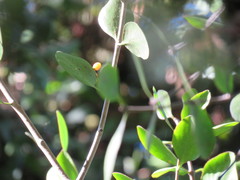 Peraxilla colensoi