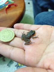 Eleutherodactylus cystignathoides